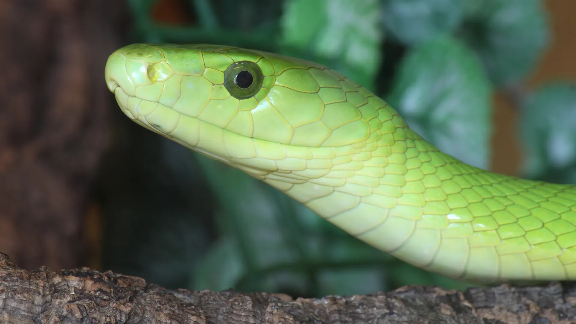 Arusha Snake Farm Tour