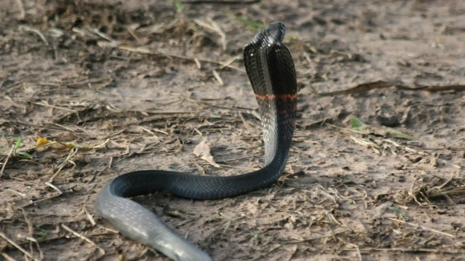 Arusha Snake Tour