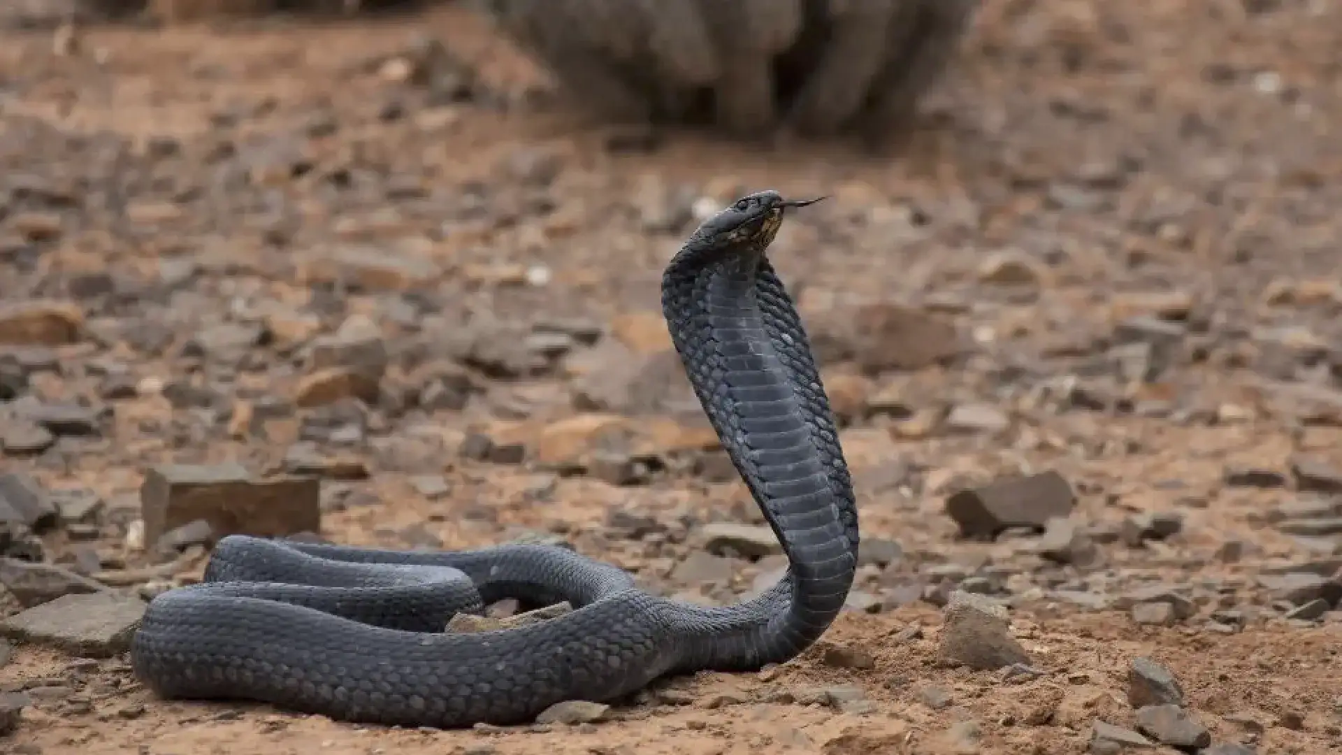 Arusha Snake Farm Tours