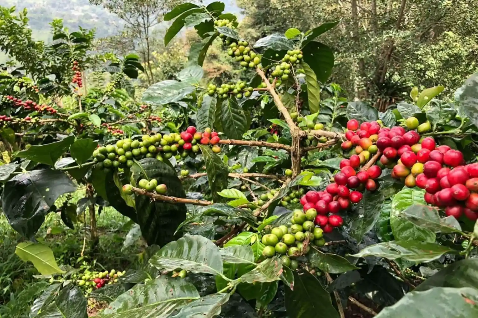 Arusha Coffee Plantation Tour