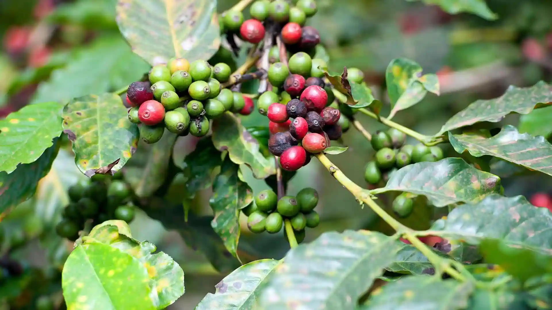 Arusha Coffee Farm Excursions