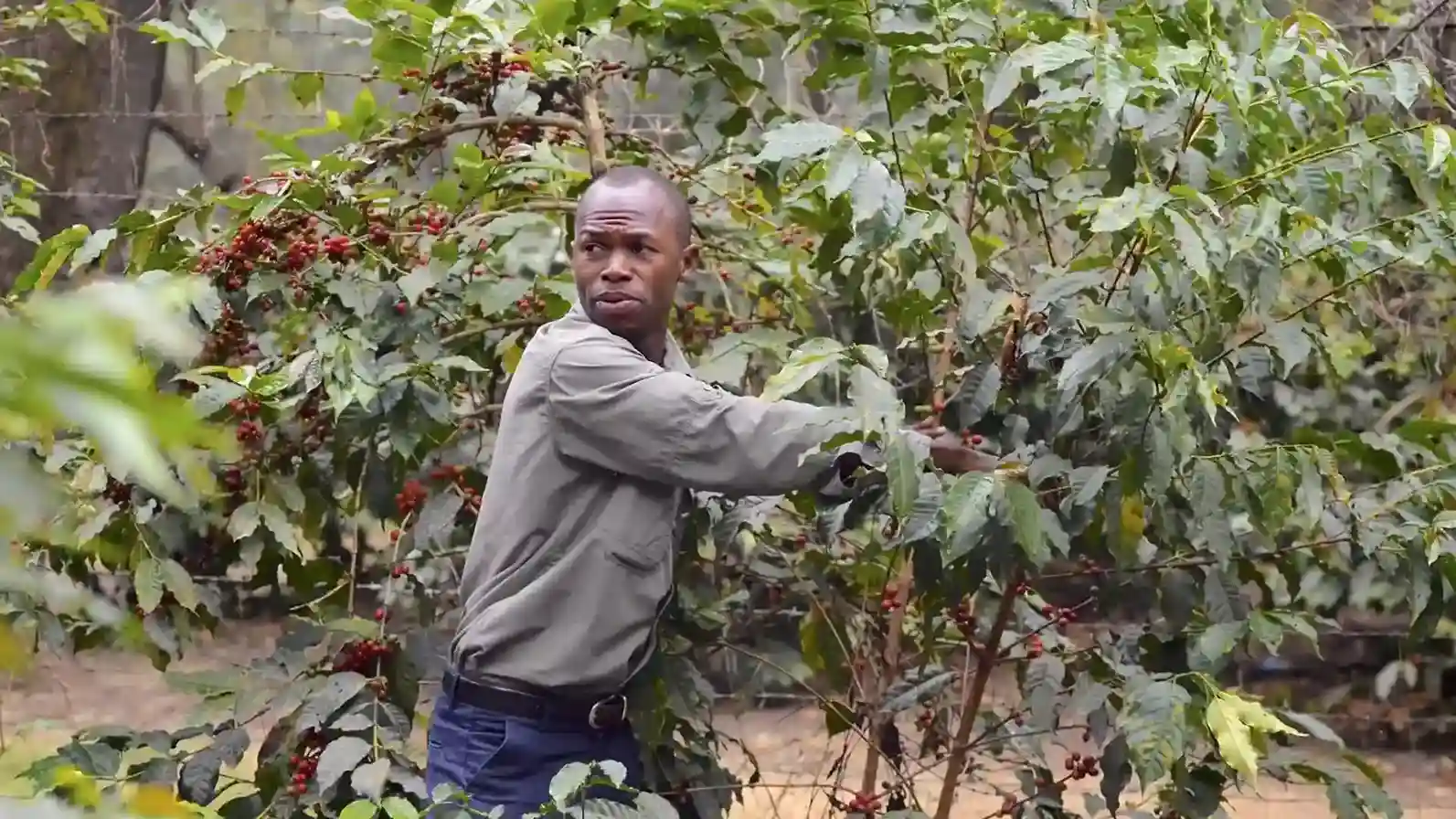 Arusha Coffee Farm Excursions