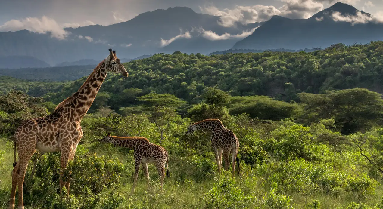 Things to Do in Arusha