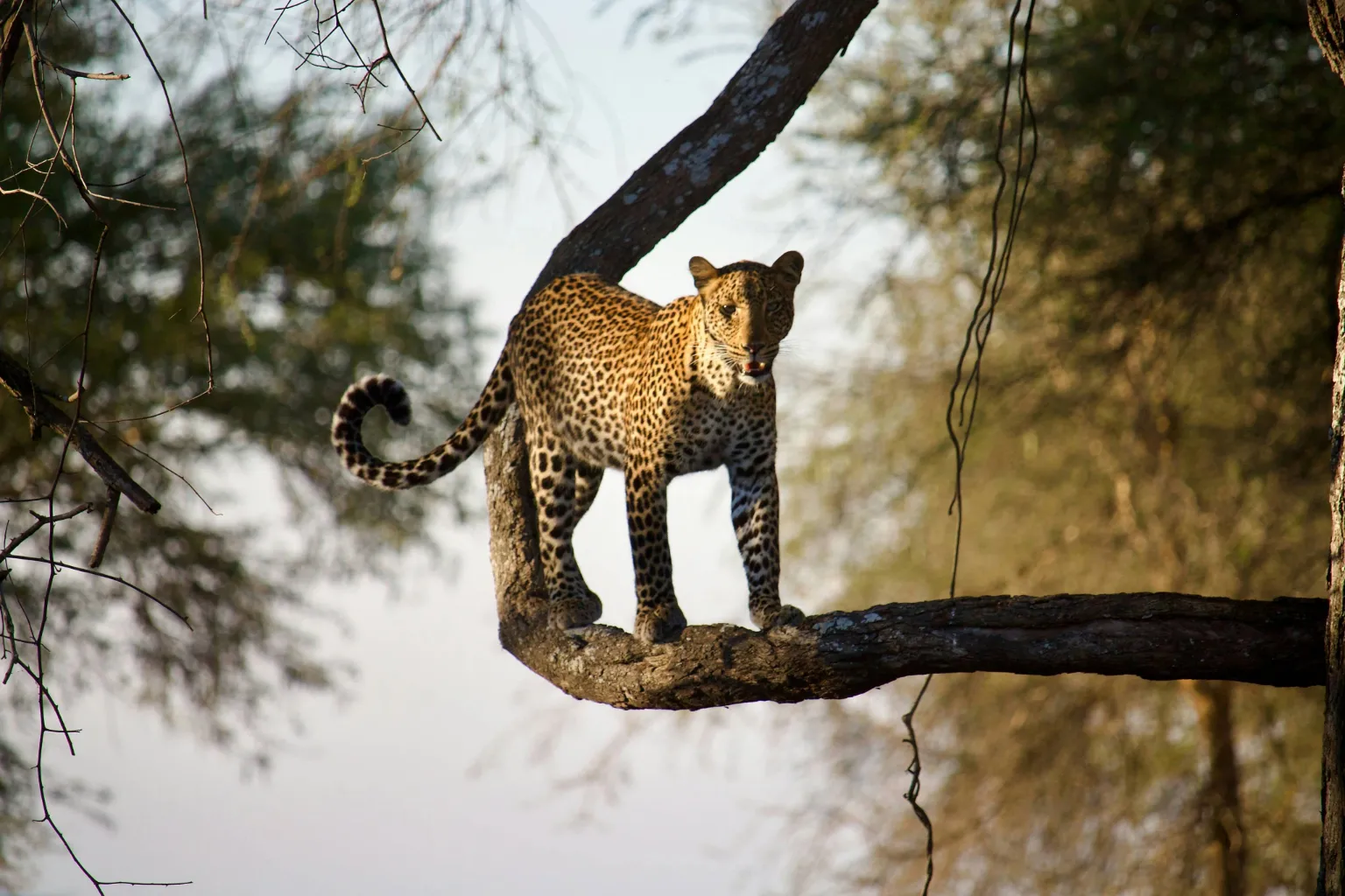 Best Time To Visit Serengeti