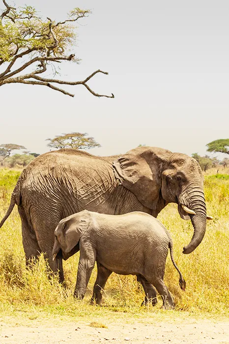 Best time to visit Kilimanjaro