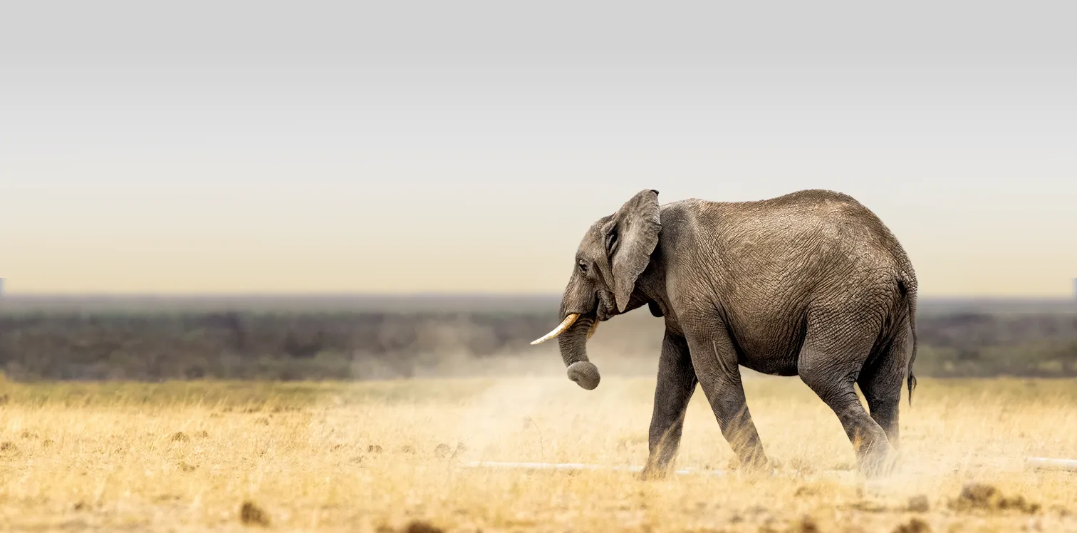 Bestday Safaris