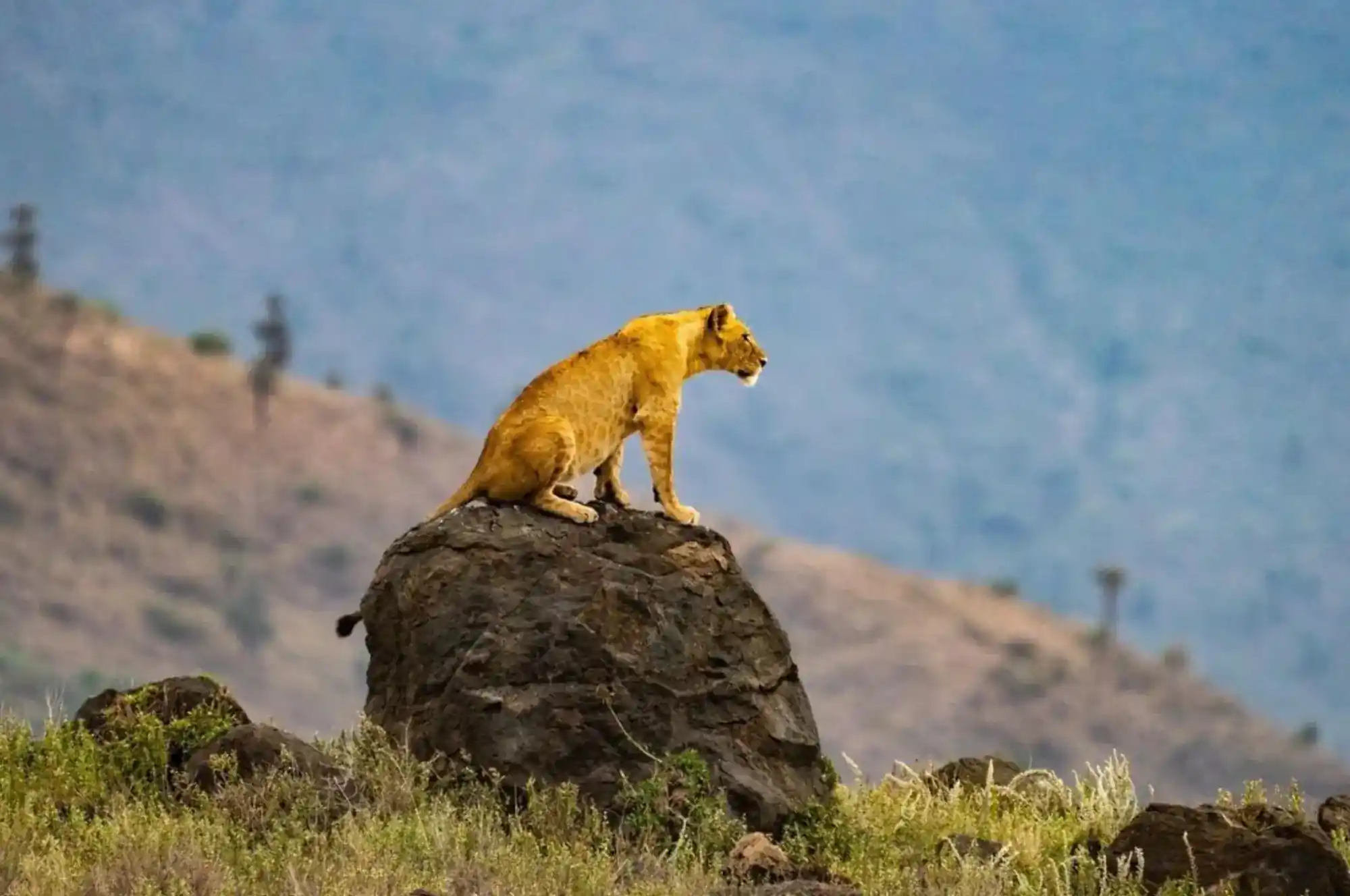 Bestday Safaris