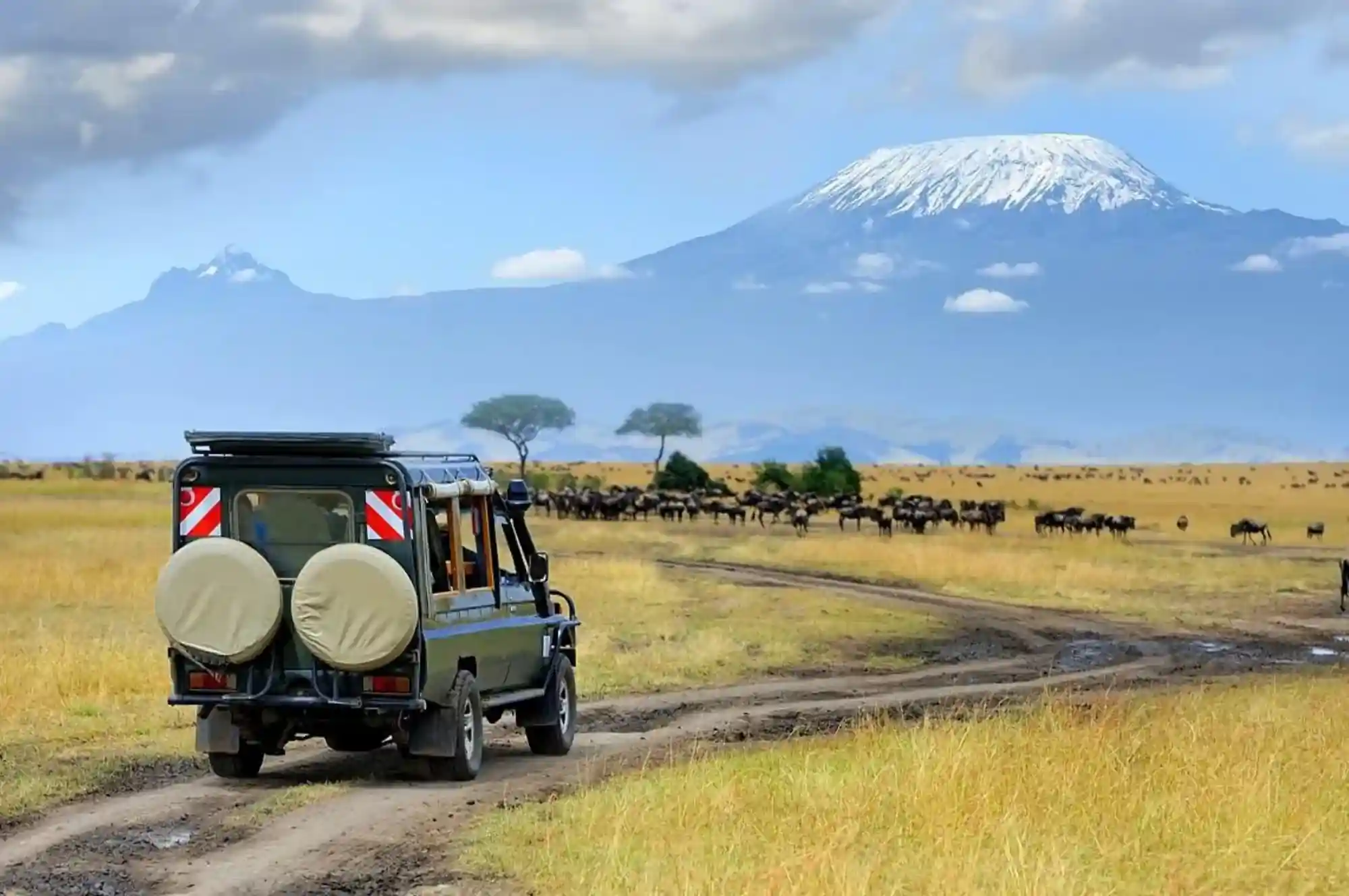 Bestday Safaris