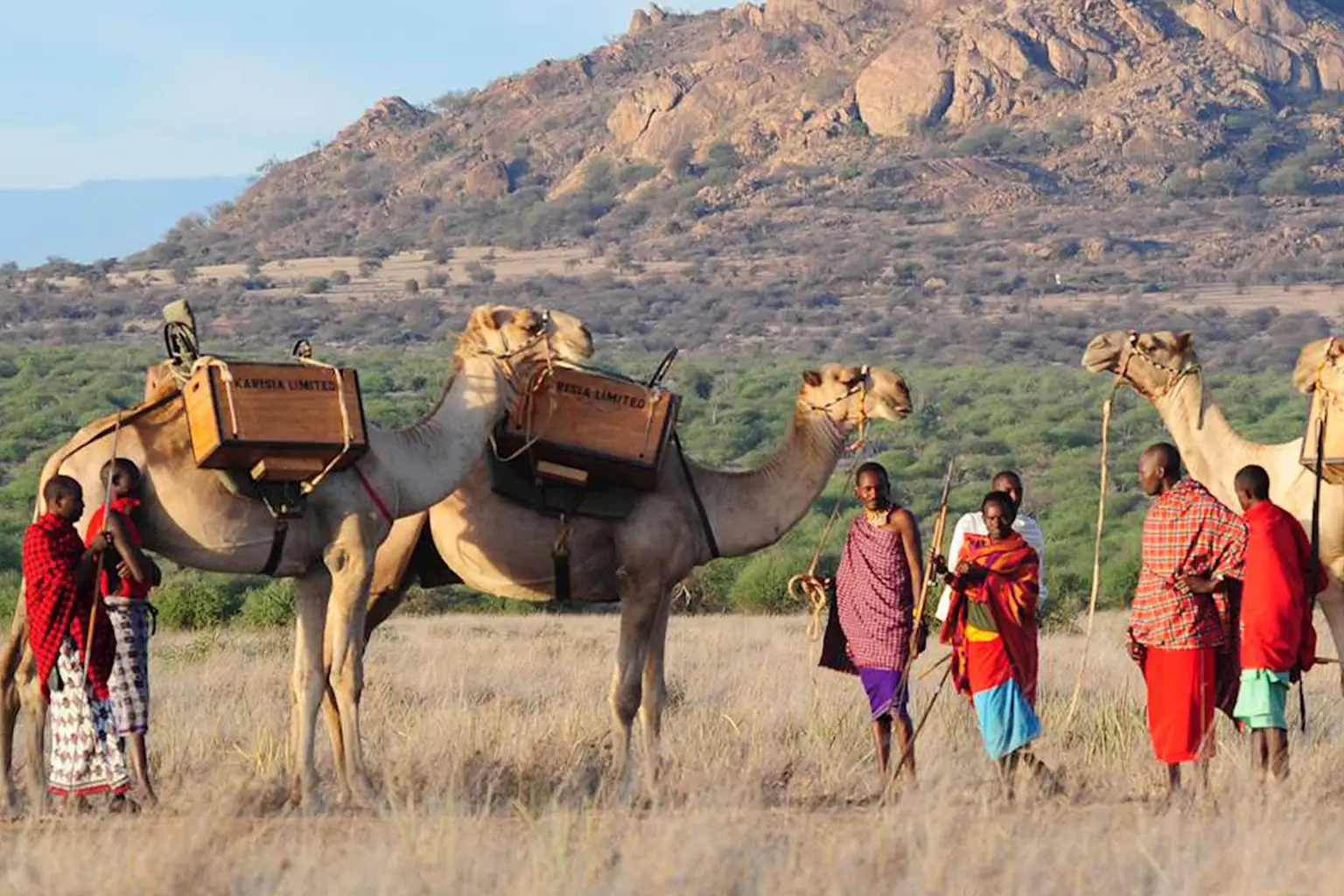 Camel Safari