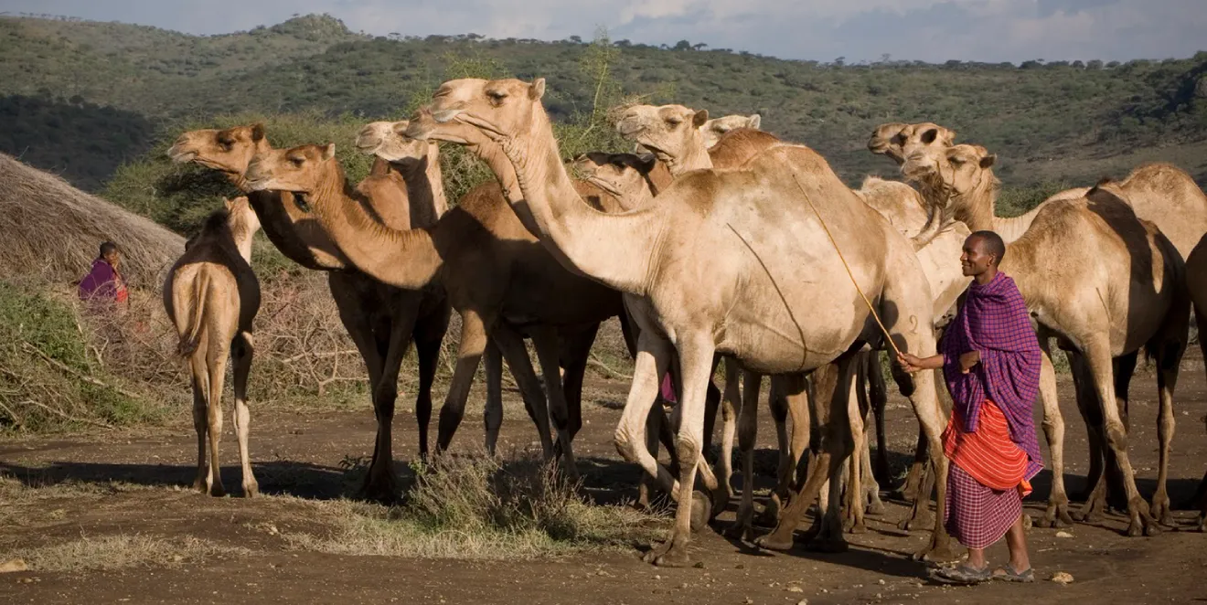 Camel Ride Safari