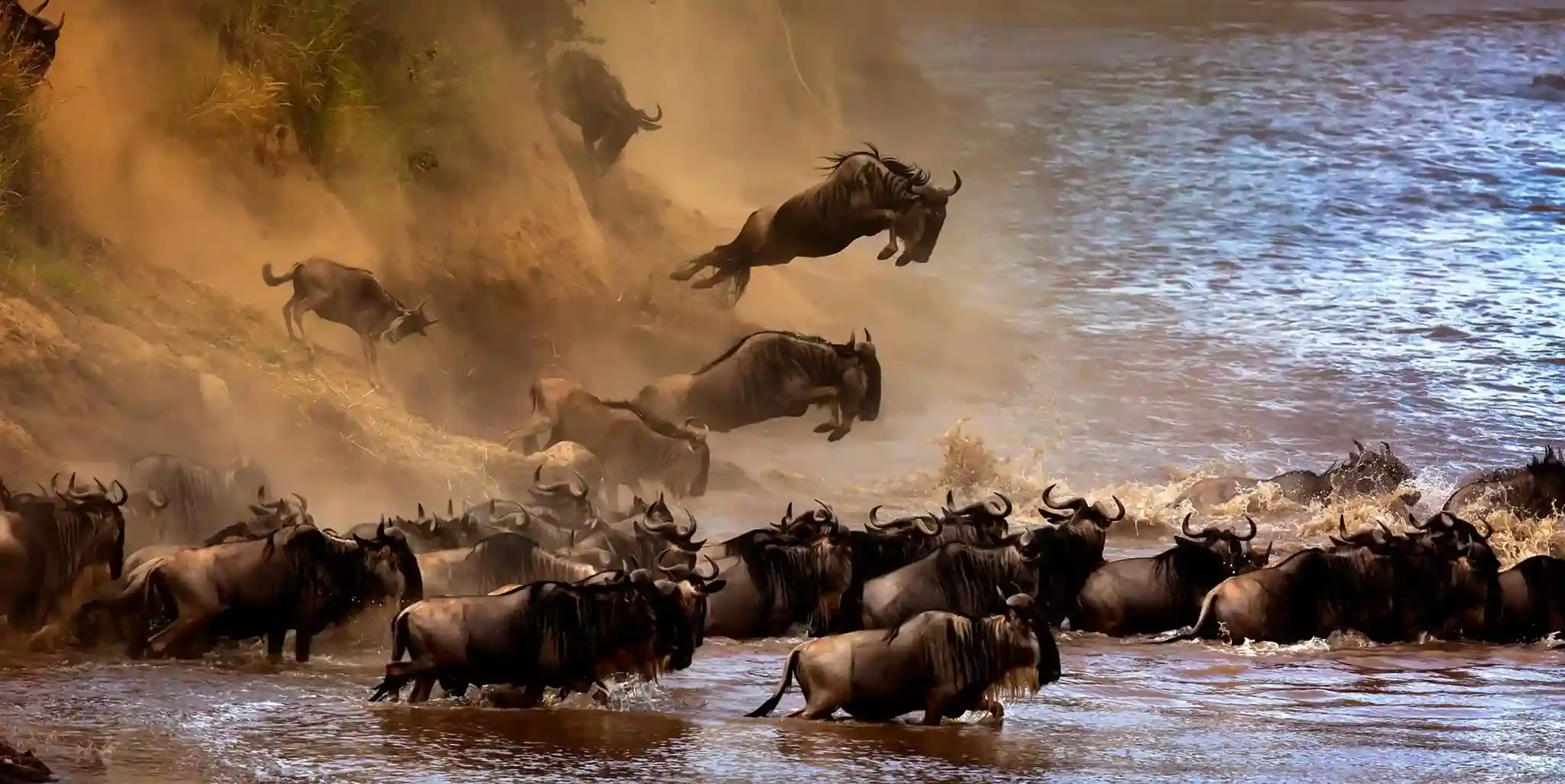 Safari