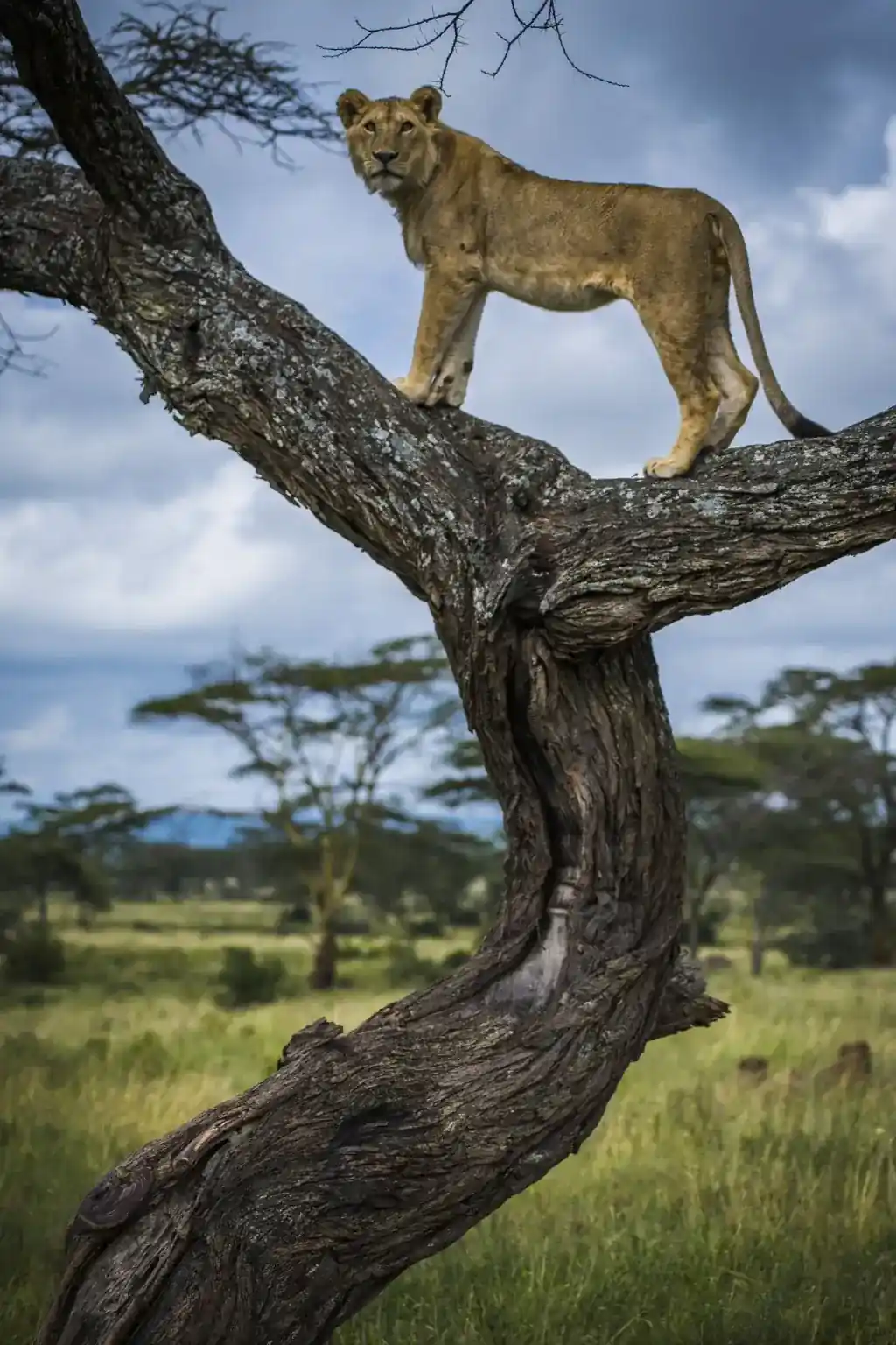 Best time to visit Kilimanjaro