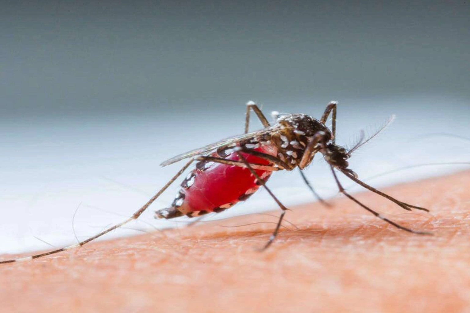 mosquito bites