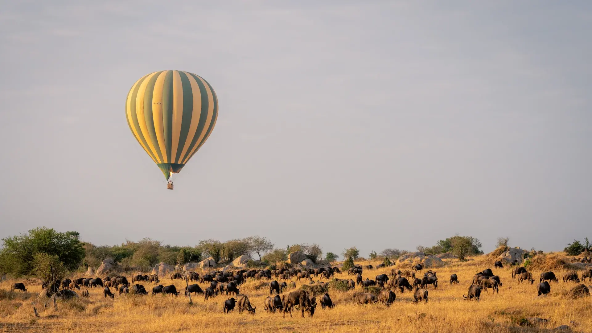 Serengeti Hot Air Ballon Safari