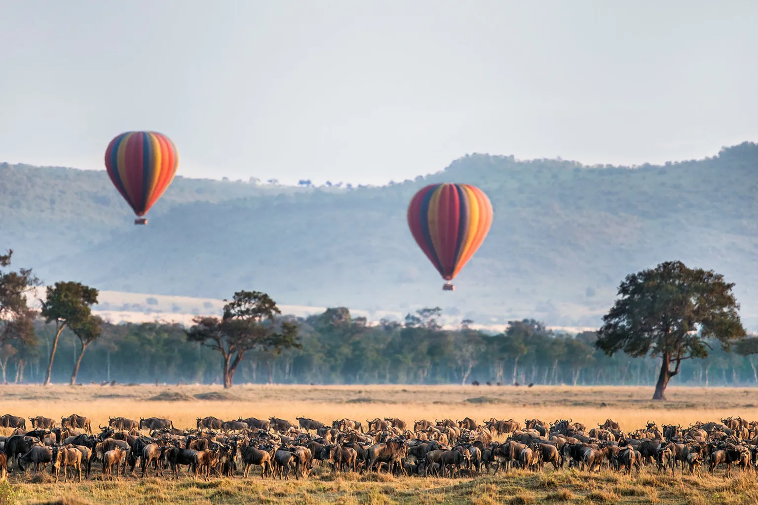 Hot Air Balloon Safari Migration