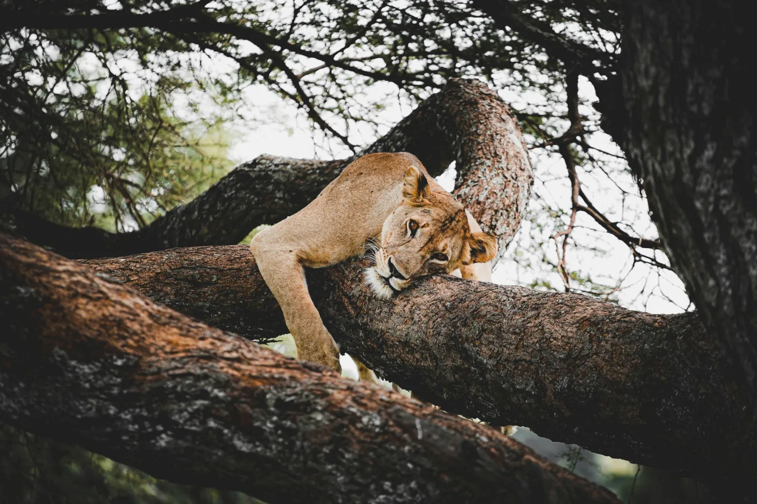 Tanzania Wildlife Safari Packages