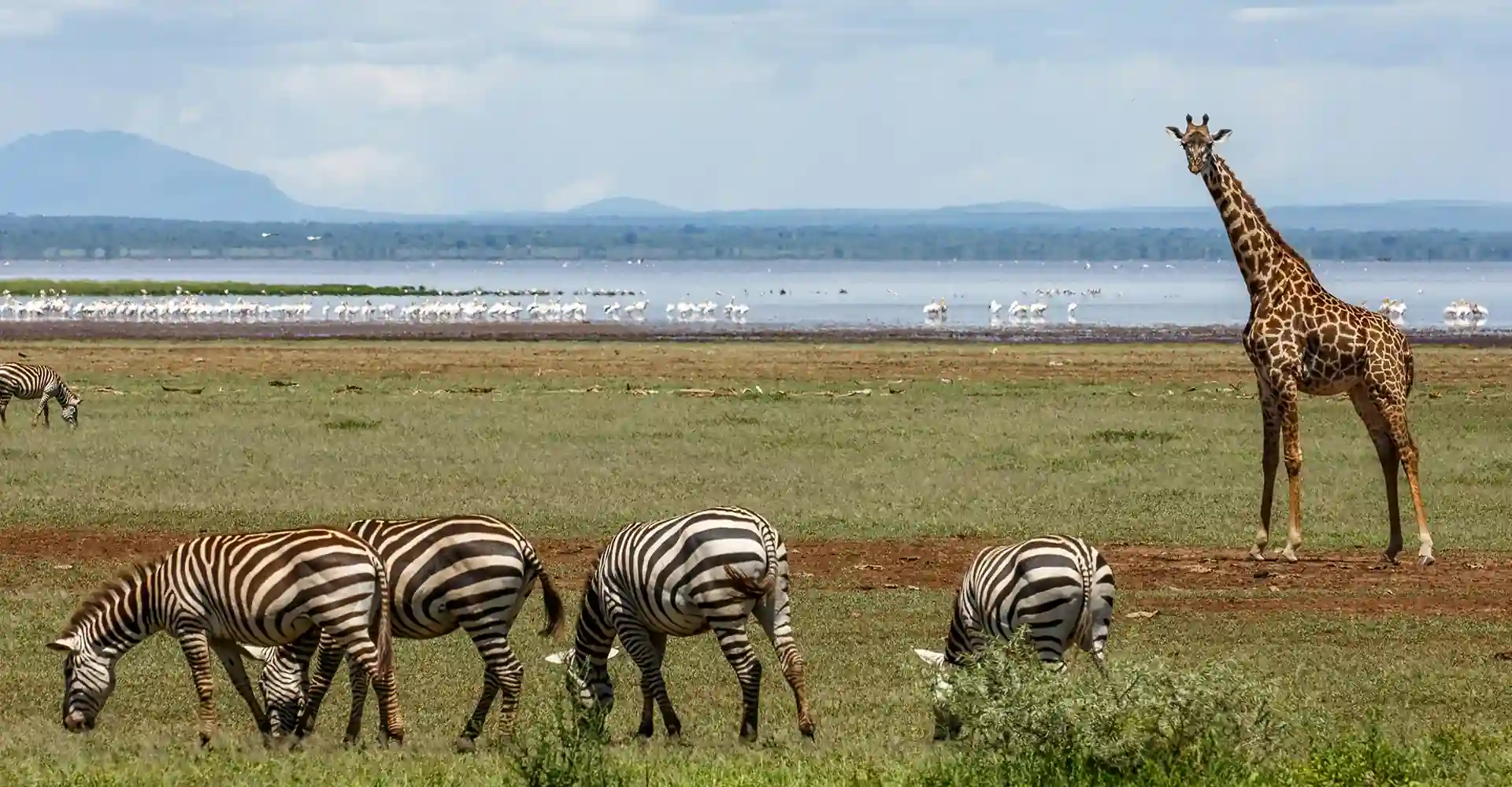Lake Manyara National Park Wildlife