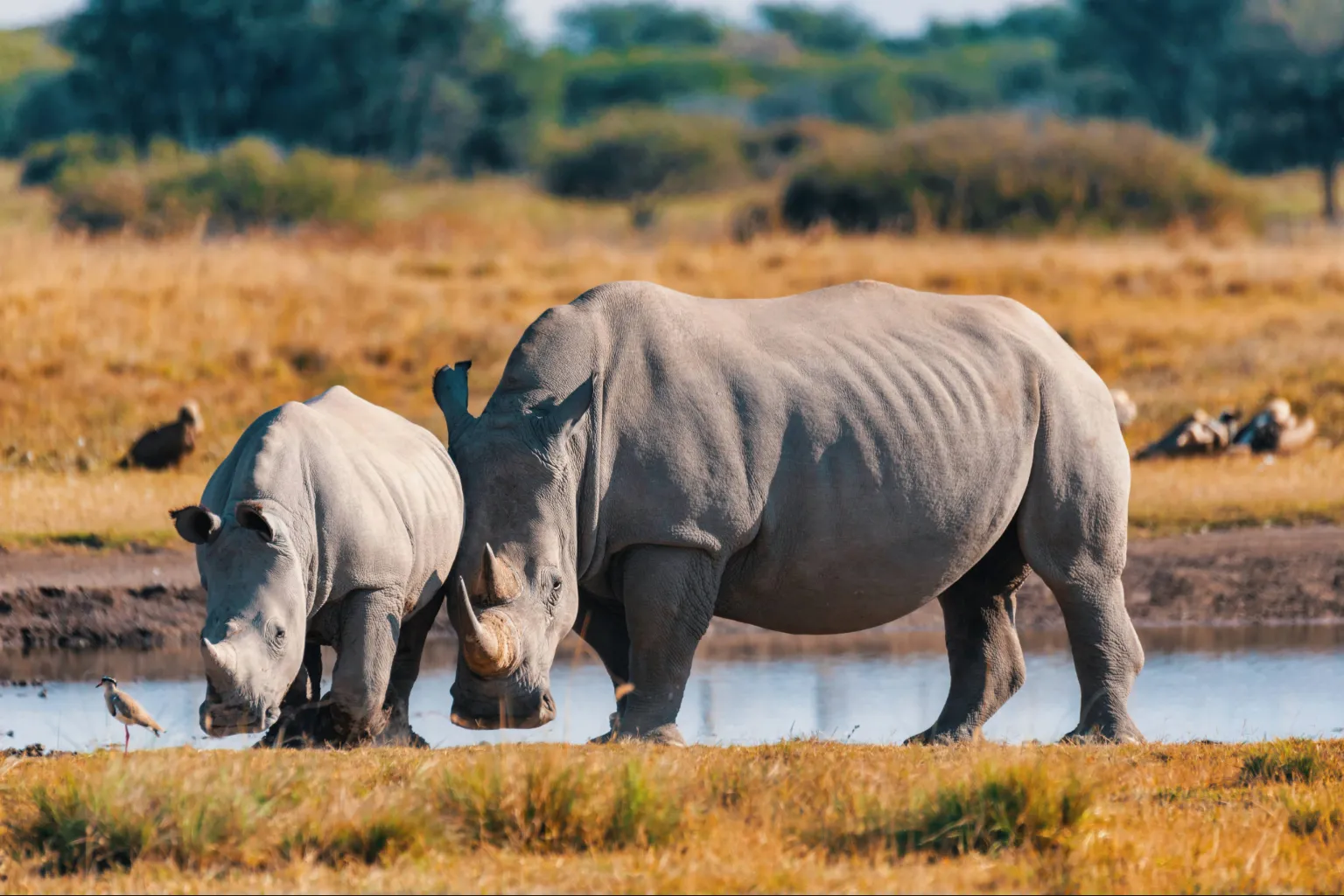Tanzania Big Five Safari