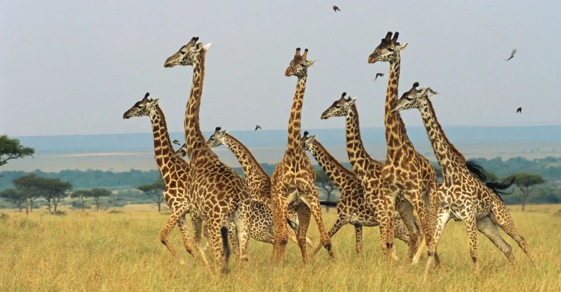 Mikumi National Park Wildlife