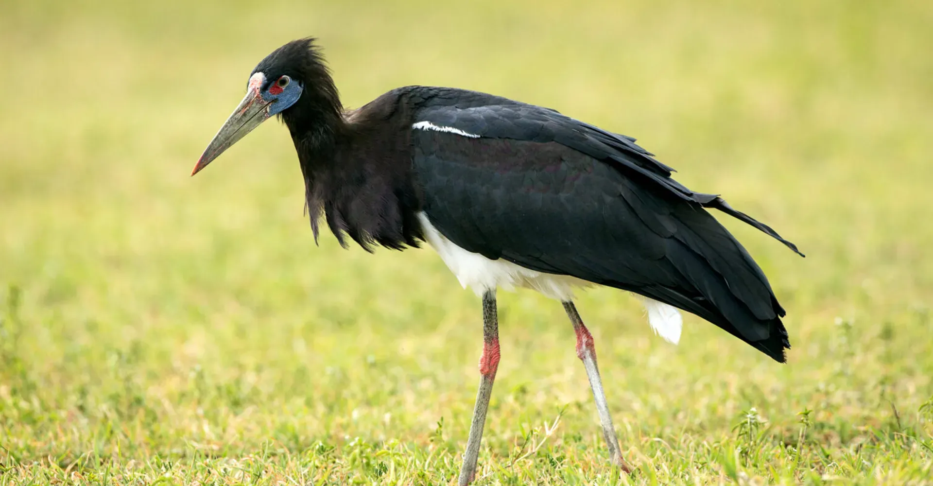 Mikumi National Park Birdlife