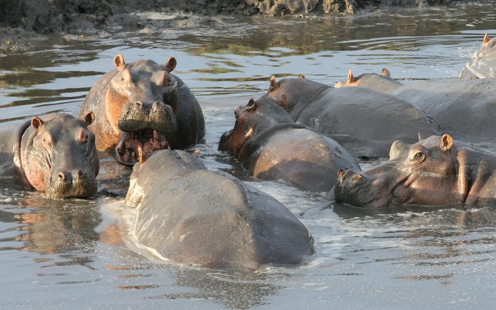 Hippo Pools
