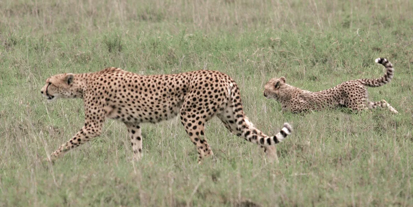 Safari Attractions