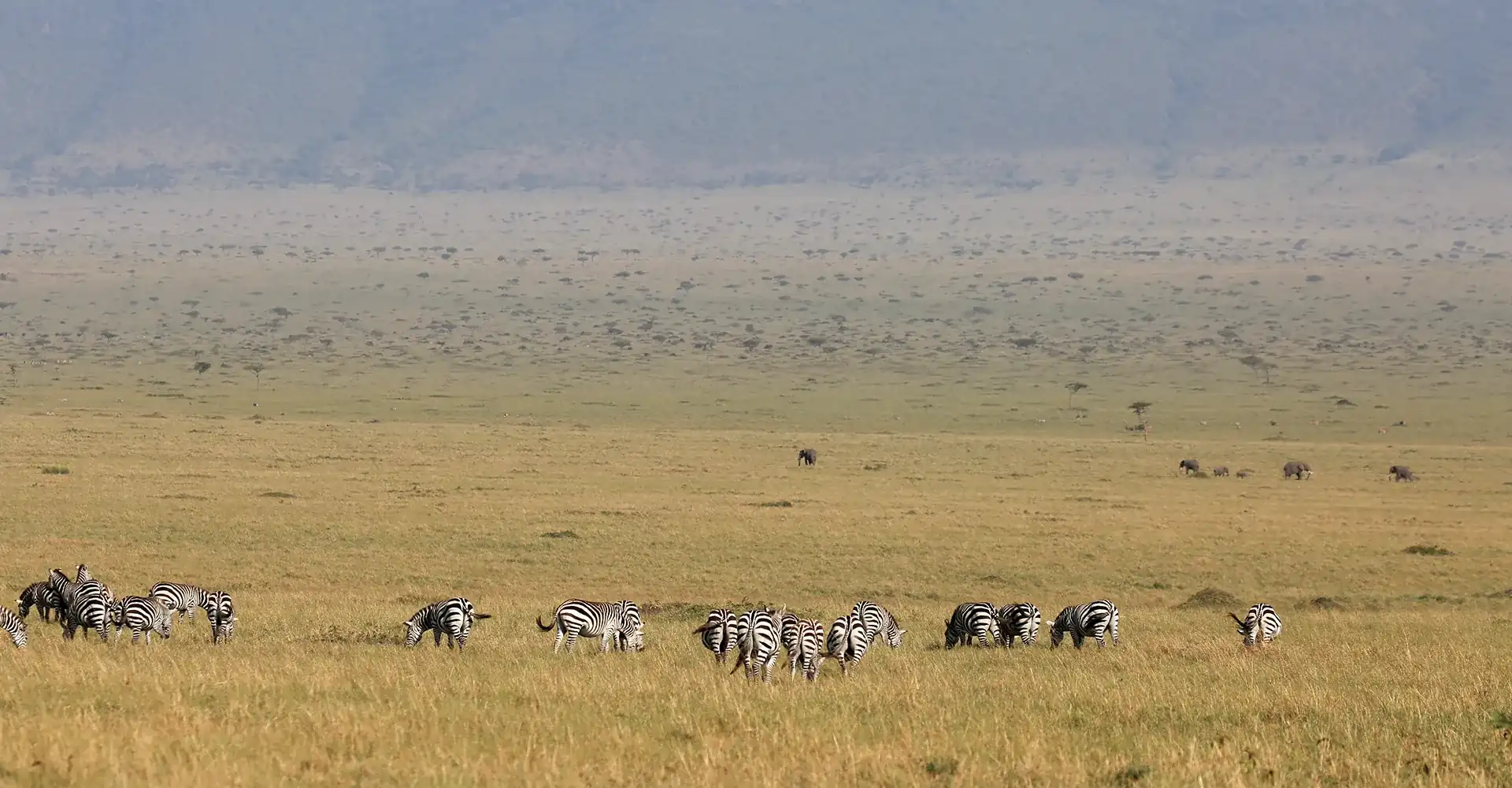 Ngorongoro Crater Wildlife