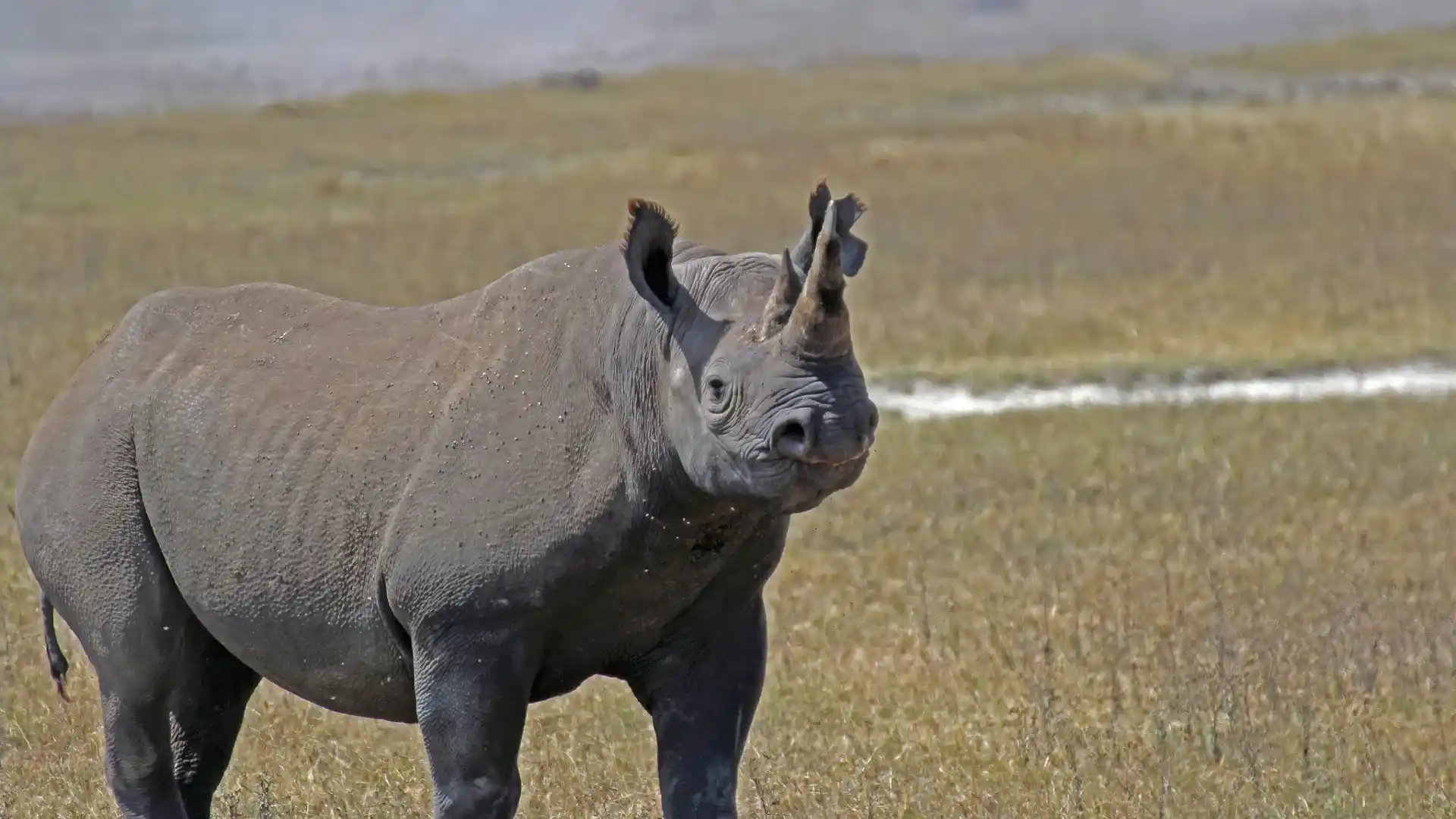 Ngorongoro Crater Safari