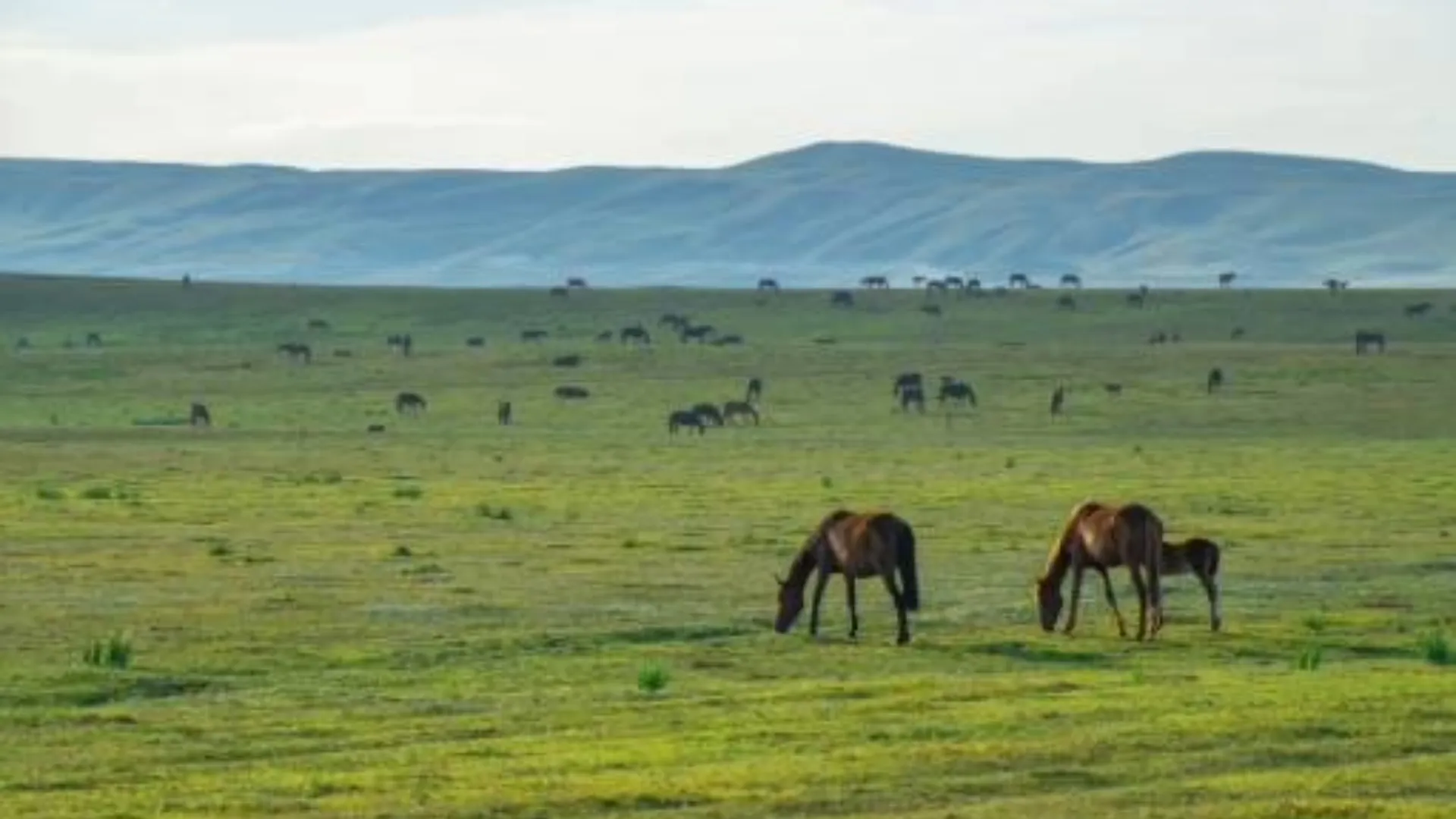 Ngorongoro Crater Safari