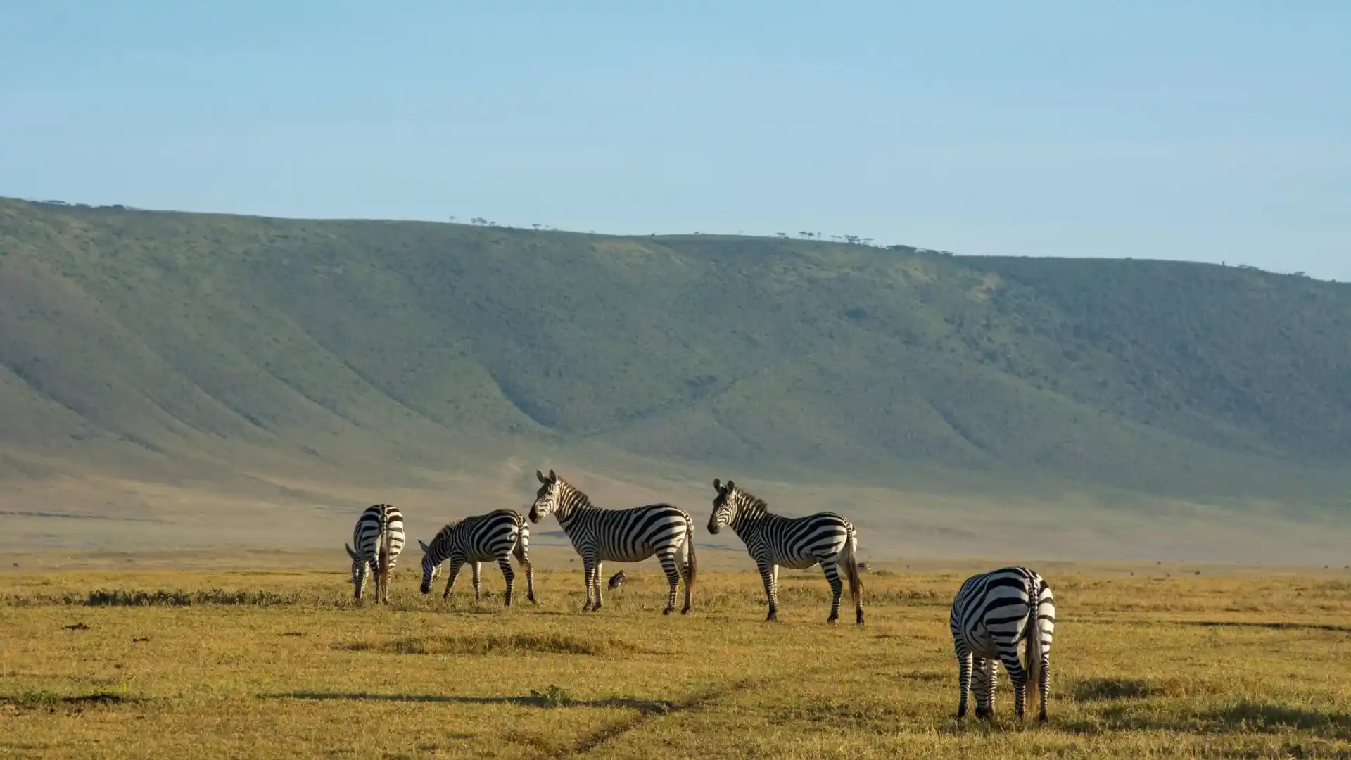 Ngorongoro Crater Safari