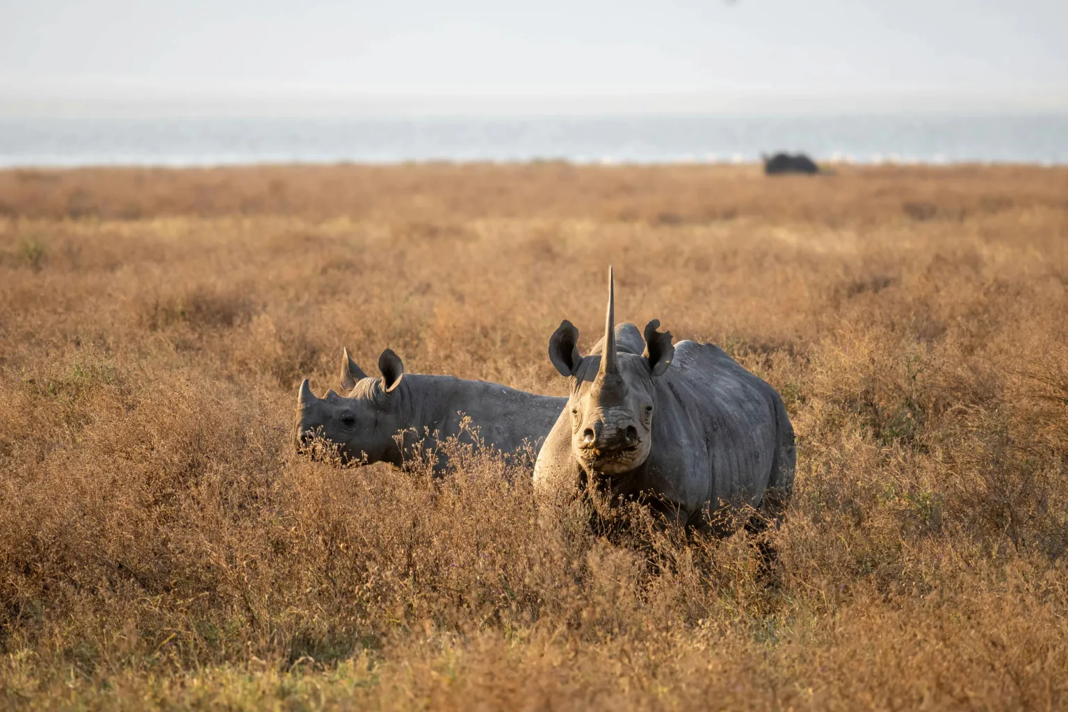Ngorongoro Crater Wildlife