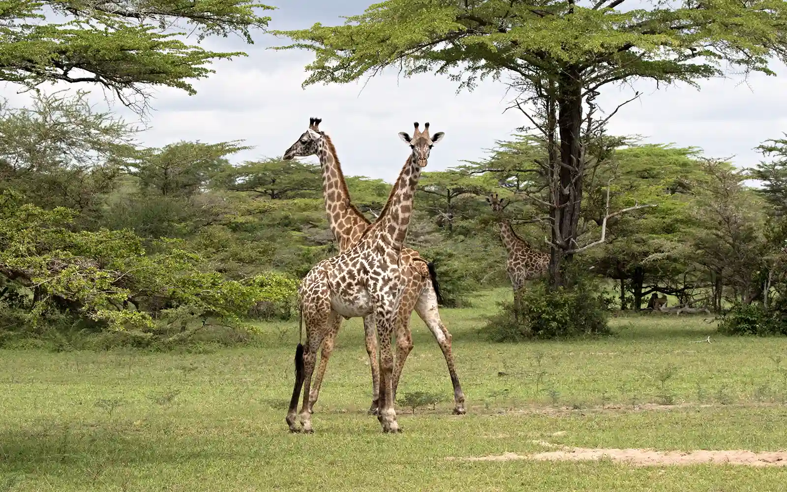 Game Drives