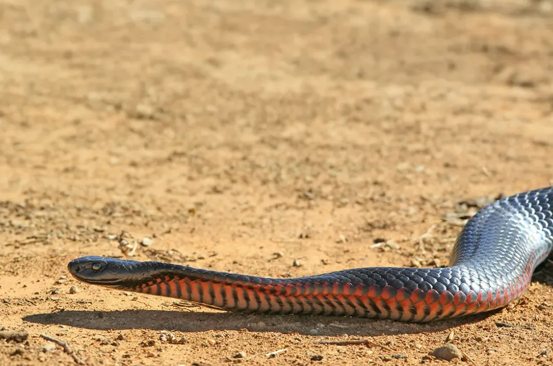 Arusha Snake Park Tour