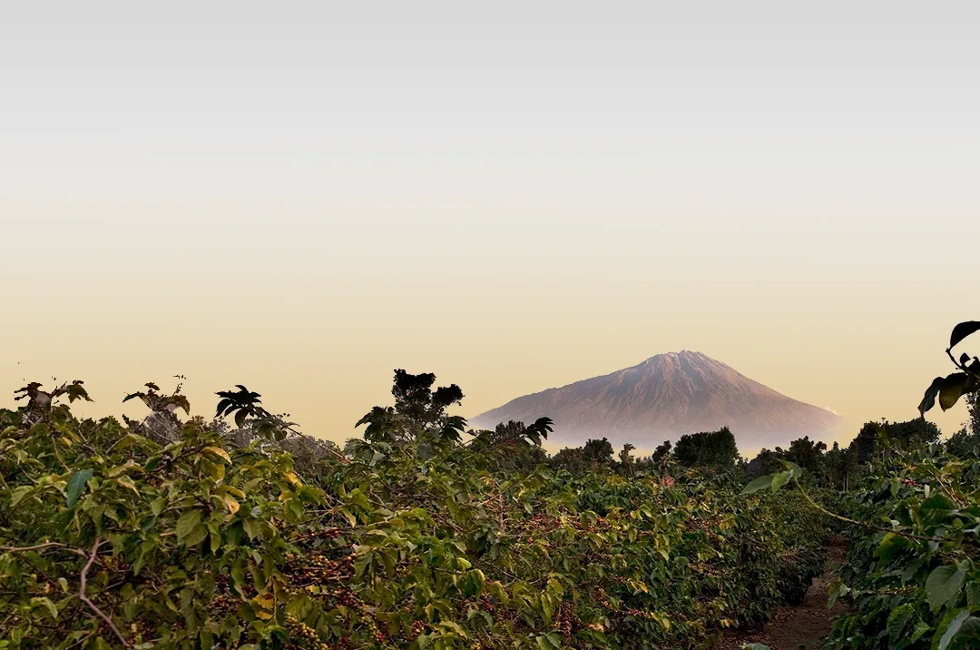 Arusha Coffee Farms Excursion