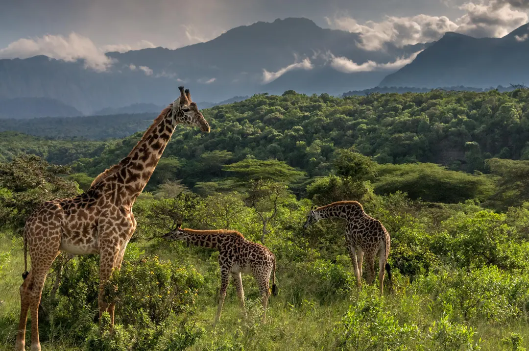 Arusha Travel Guide