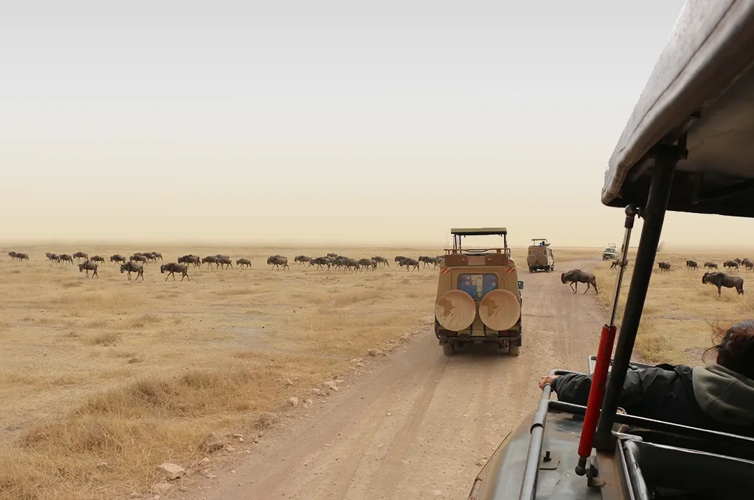 Ngorongoro Crater Safari