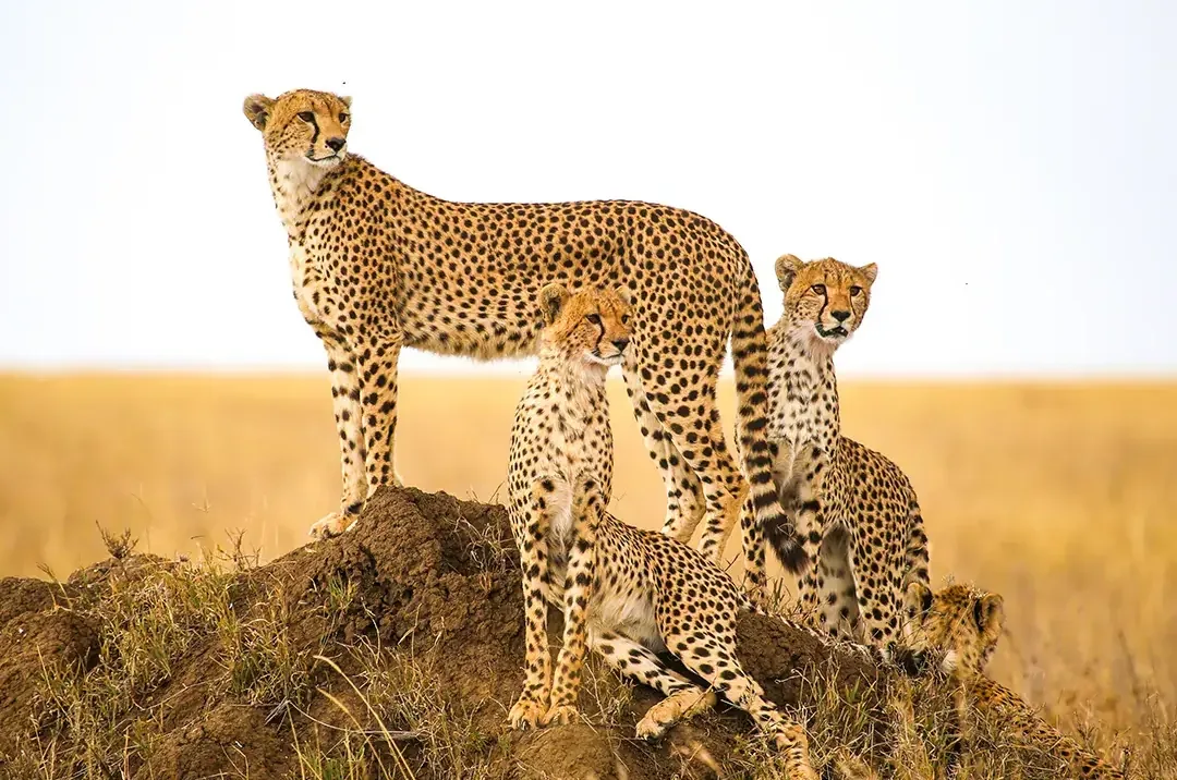 Serengeti Safari