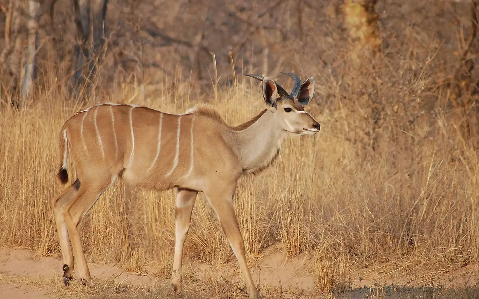 Game Drives