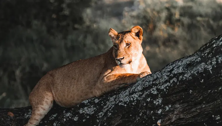 Bestday Safaris