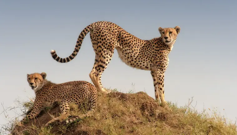Bestday Safaris
