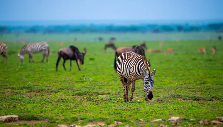 Bestday Safaris