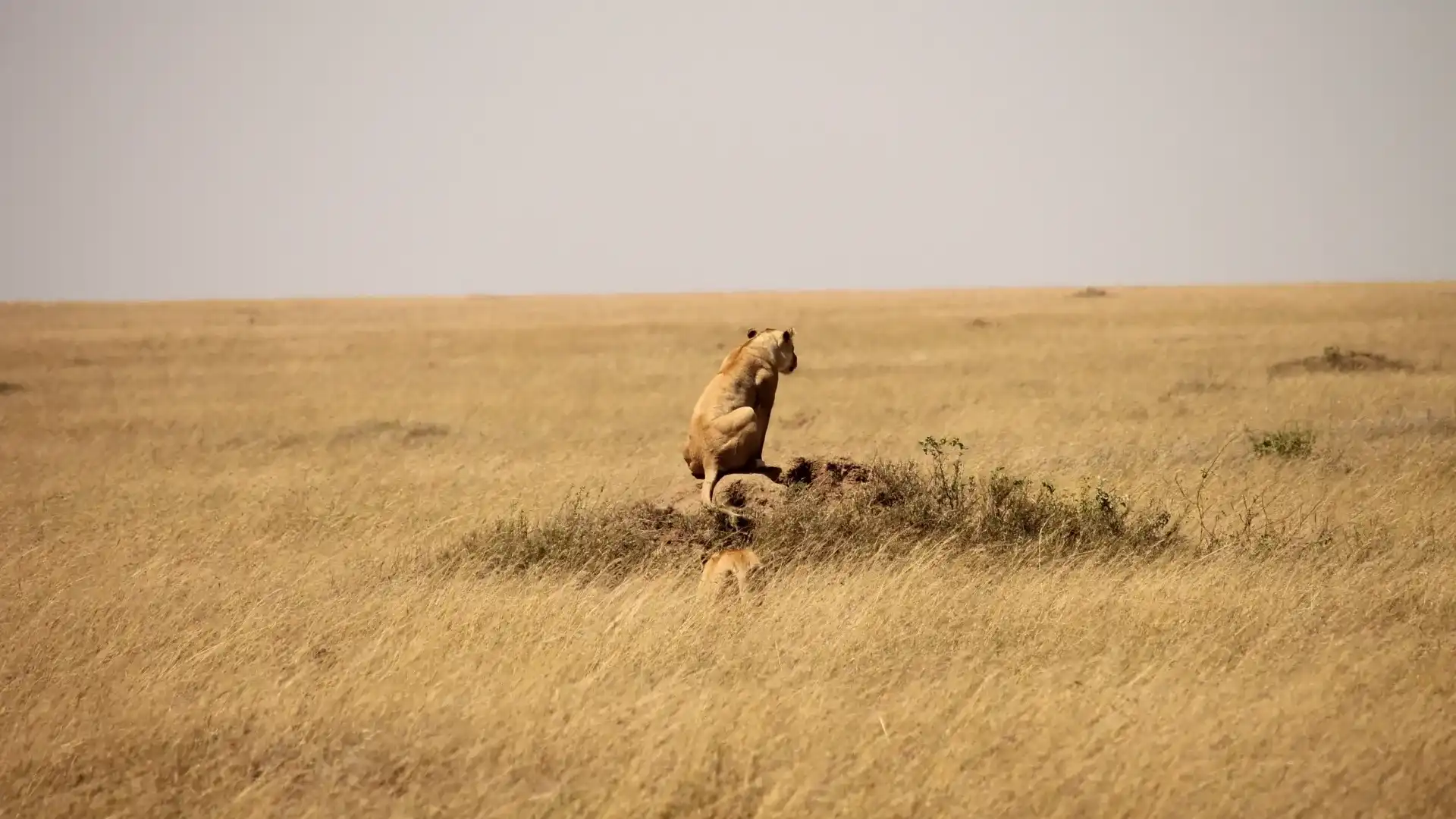 Serengeti Safari