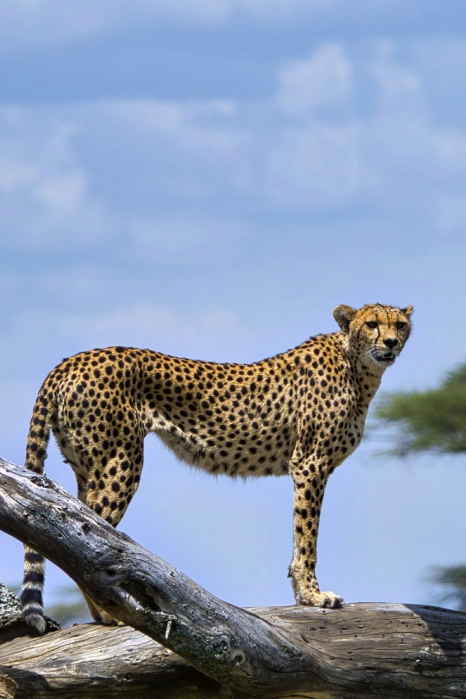 Best time to visit Kilimanjaro