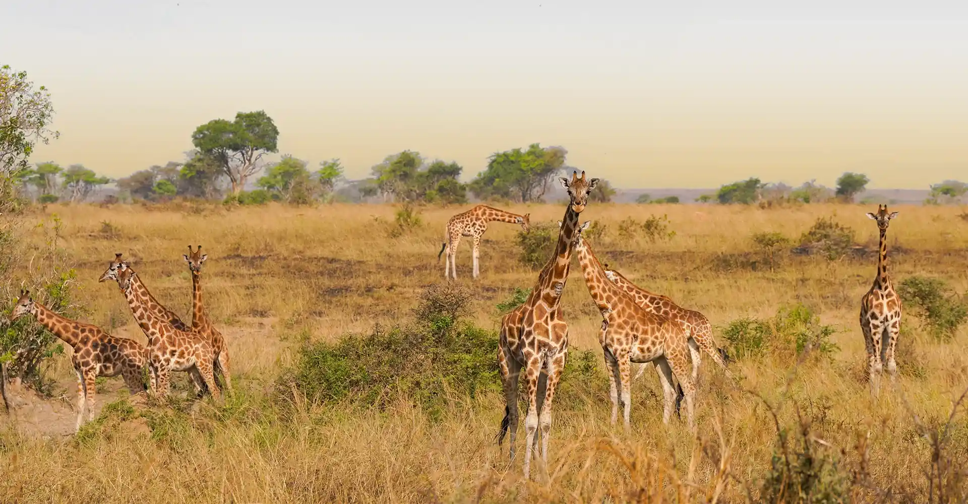 Serengeti Safari