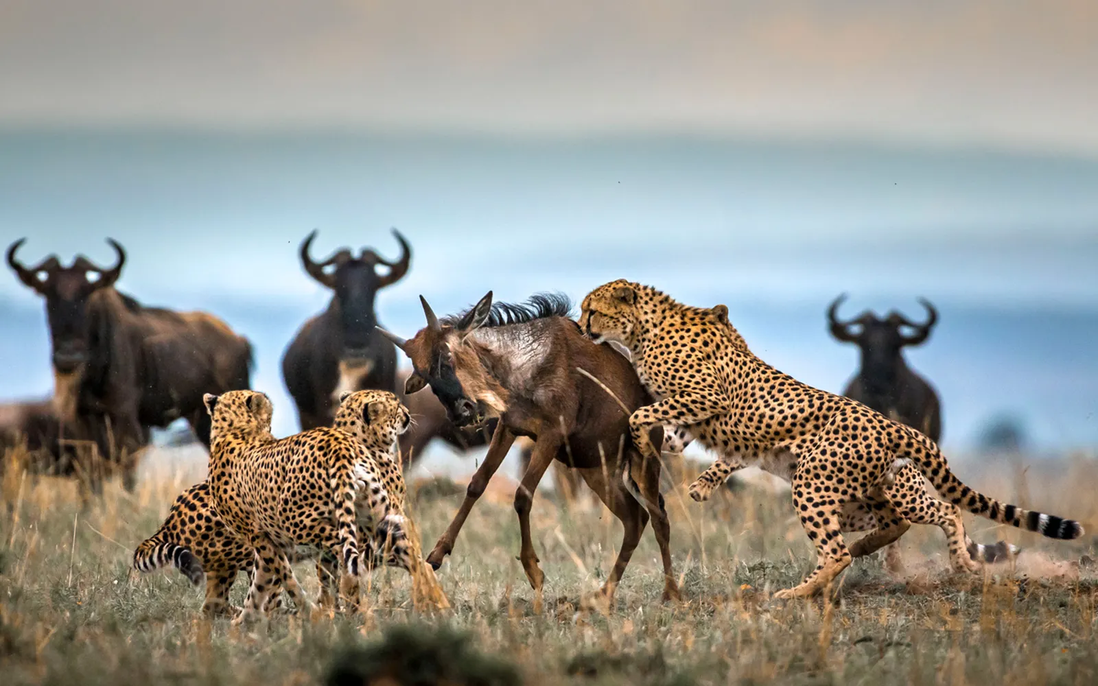 Predator Tracking