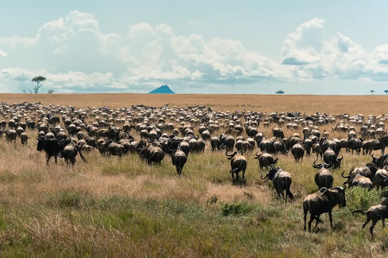 Great Wildebeest Migration