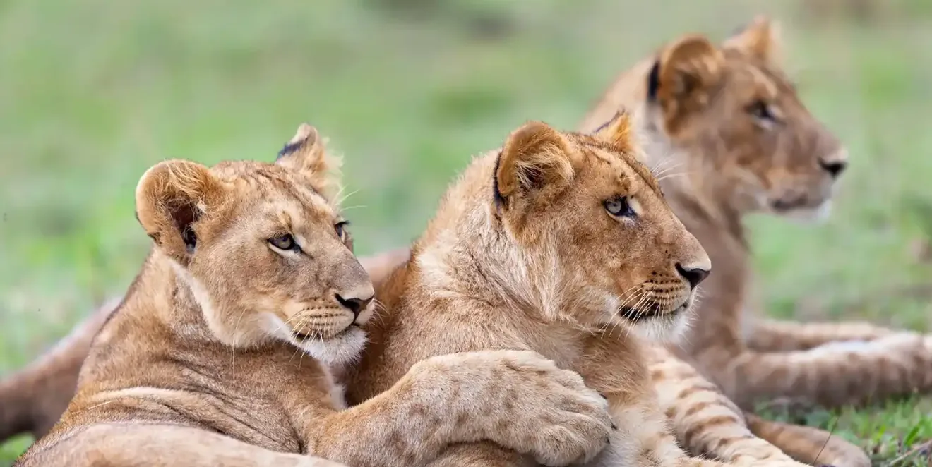 Serengeti Wildlife