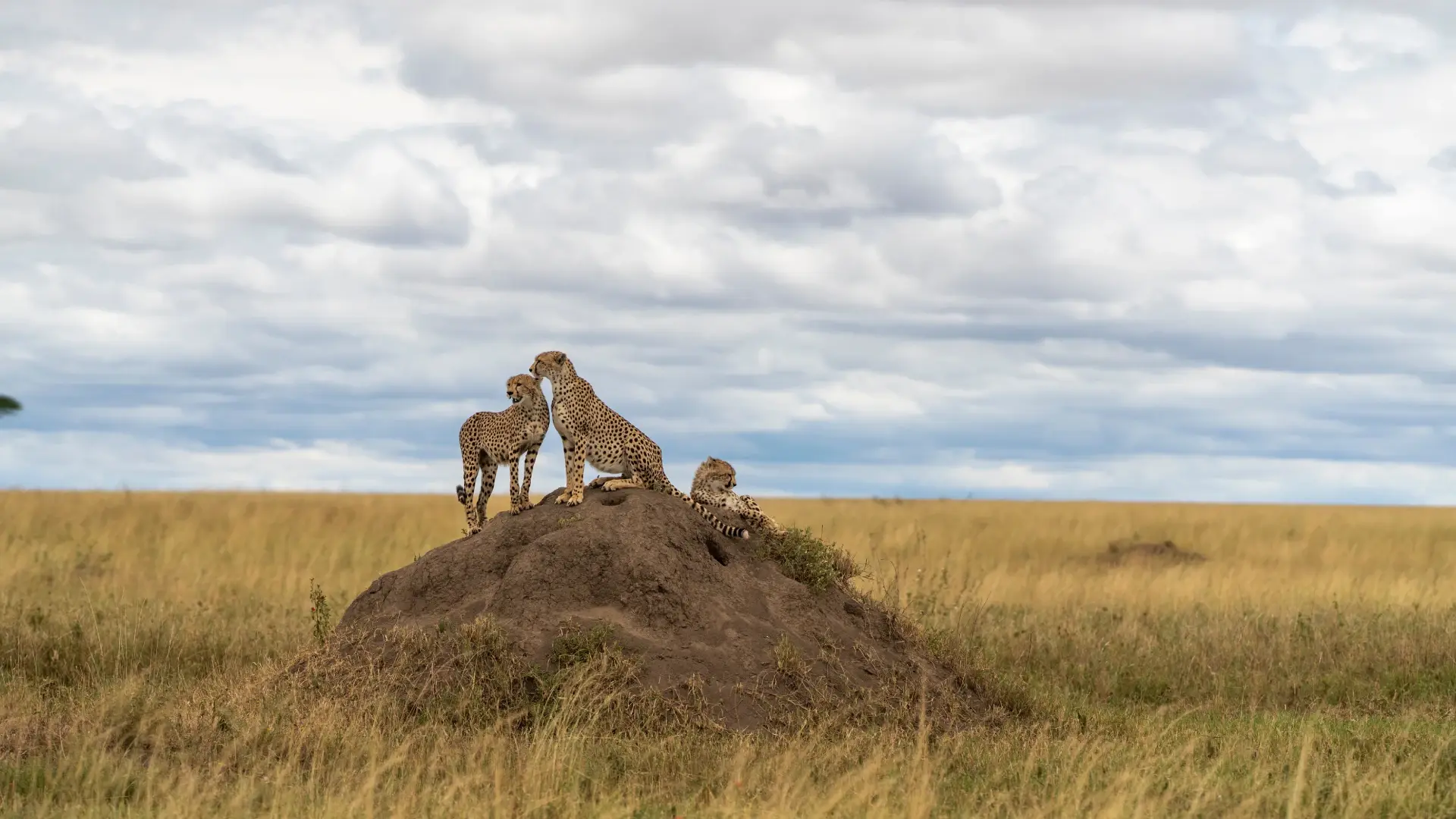 Bestday Safaris