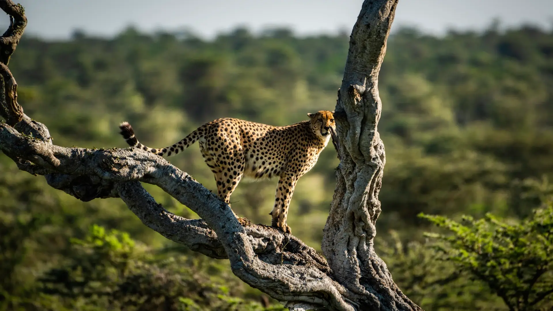 Bestday Safaris