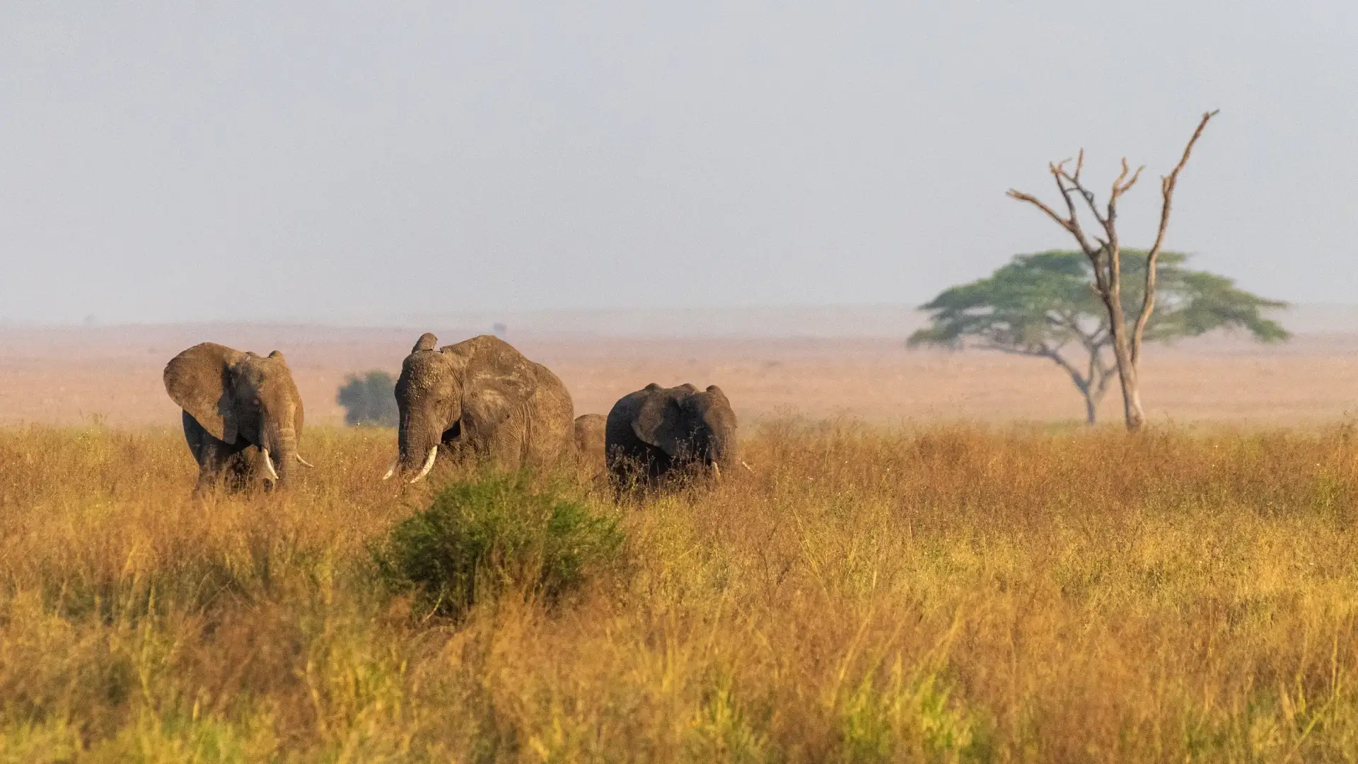 Bestday Safaris